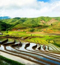 sapa rice fields