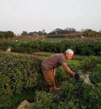 farming with local in Hanoi