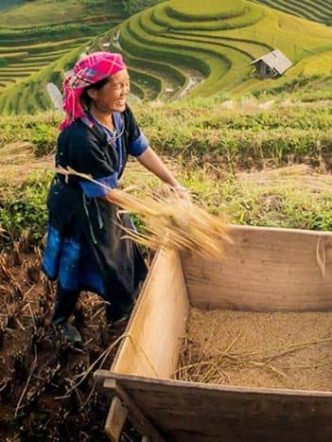 sapa rice harvesting