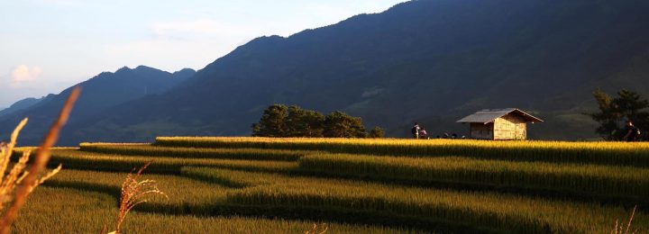 Rice Terrace Season Northwest Vietnam