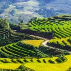 Sapa Rice Fields to Muong Hoa Valley