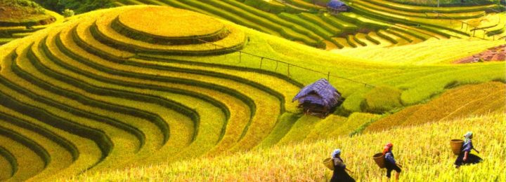 Rice Terraces Vietnam